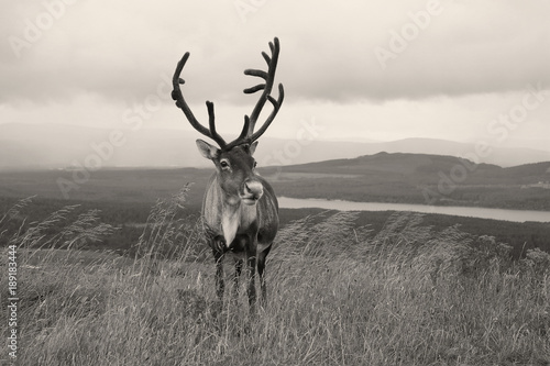 Reindeer in Scottish Cairngorms © Amanda
