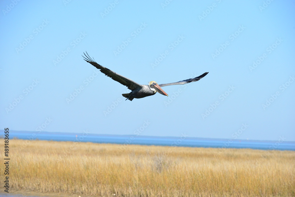 A Pelican flying at Dauphin Island in America A Pelican flying at Dauphin Island in America