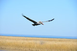 A Pelican flying at Dauphin Island in America