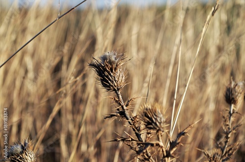 Thorny Prairie Weed Texas