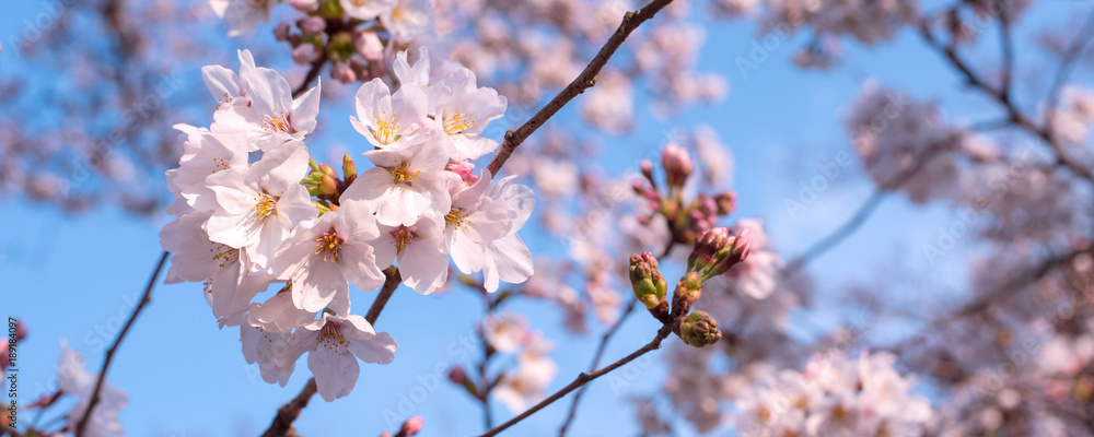 Cherry blossoms against blue sky with copyspace Cherry blossoms against blue sky with copyspace