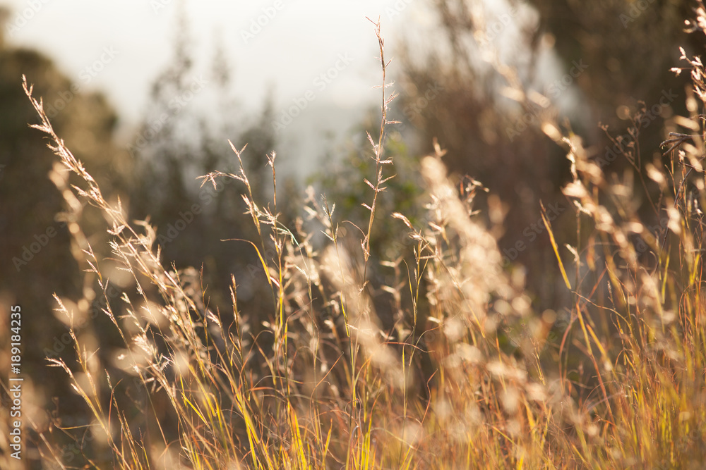 Fototapeta premium nature and tree in spain bercelona