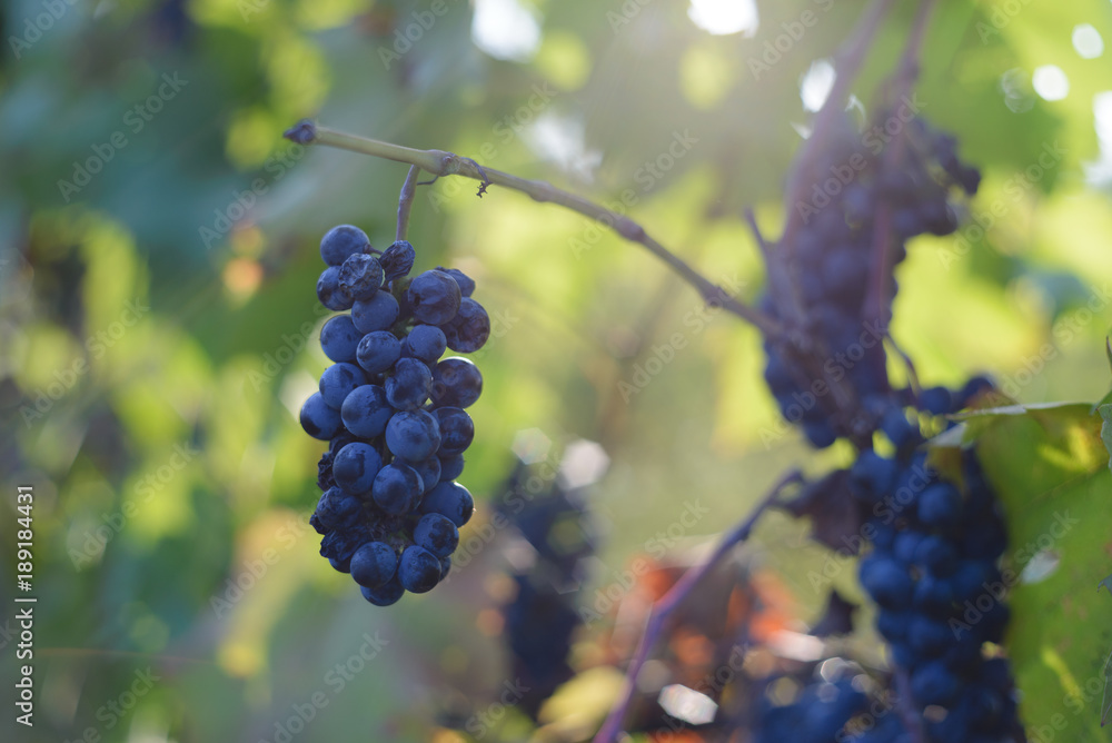 Blue wine grapes in vineyard