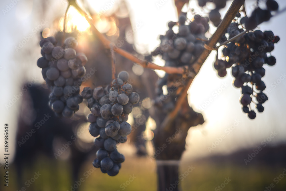 Poster, Print Blue Cabernet Franc bunch of grapes, cm