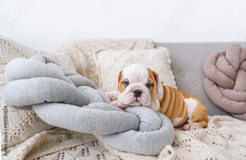 Puppy of the English bulldog lies on white pillows on a sofa