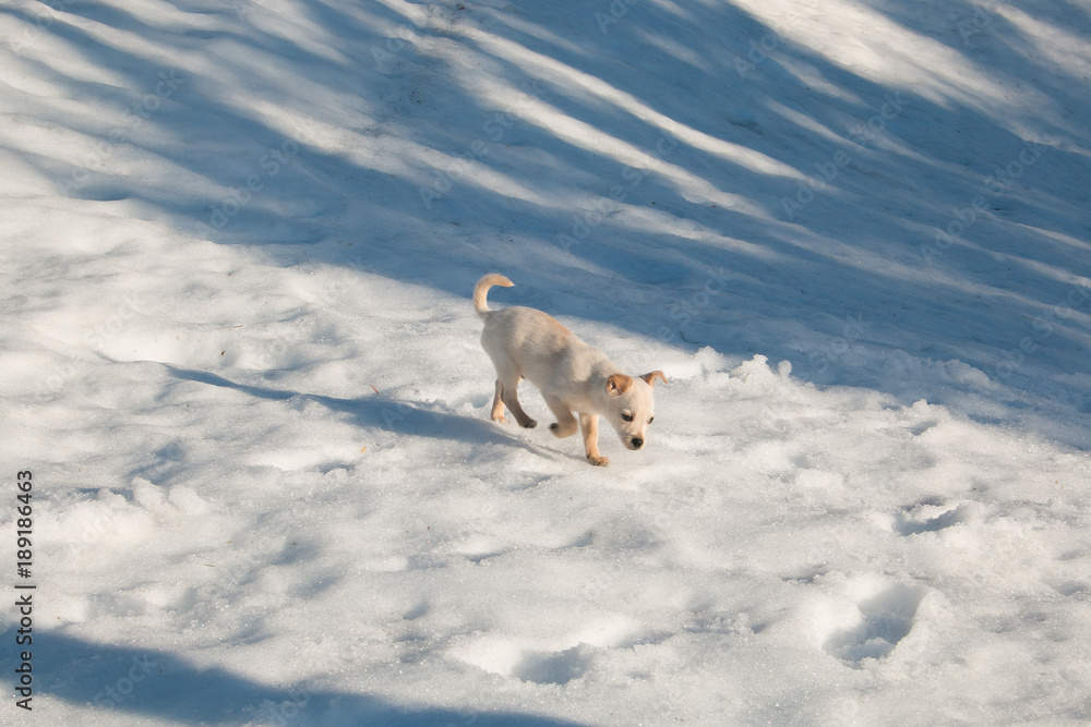 Cucciolo bianco corre sulla neve