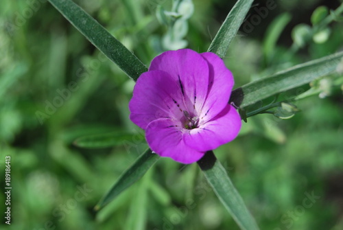 Kornrade (Agrostemma githago) - einzelne Blüte im Sonnenlicht photo