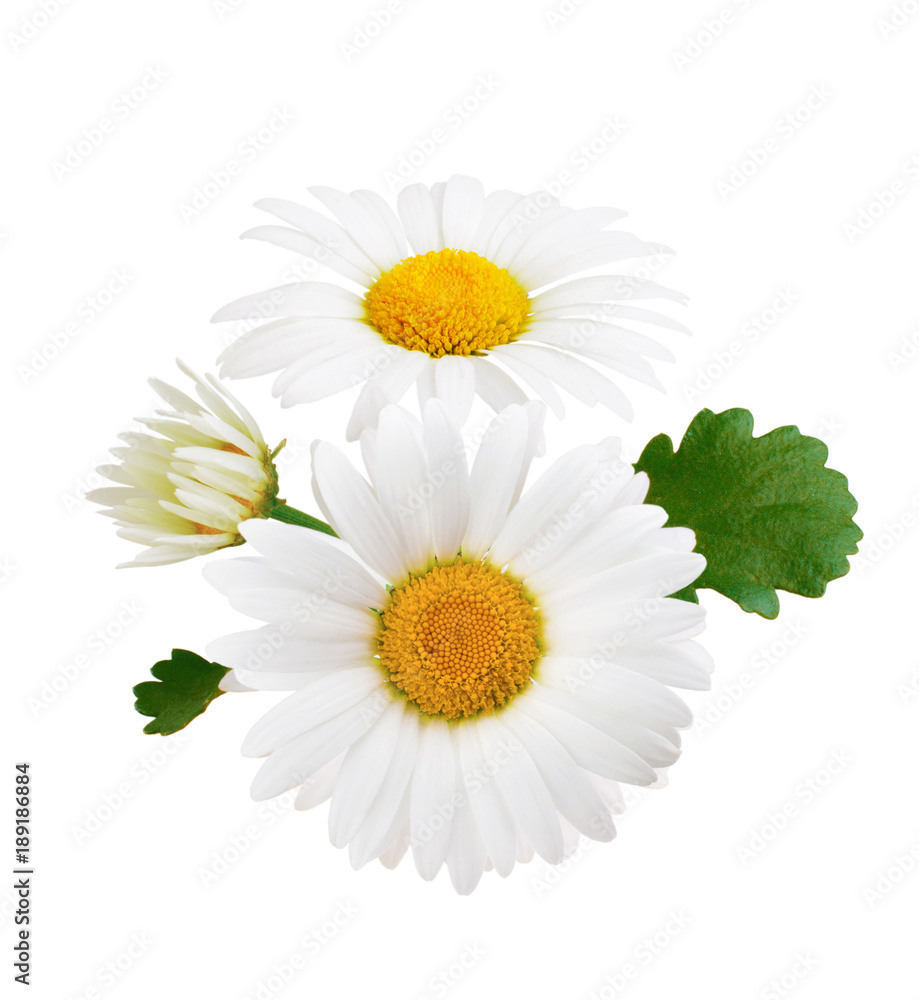 Fototapeta premium Daisy composition isolated on white background as package design element