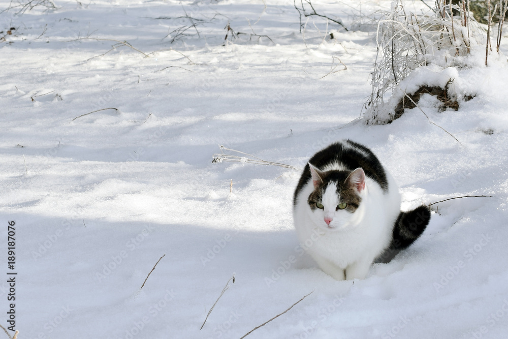 Domestic cat in the snow. Space for text. Domestic cat in the snow. Space for text.