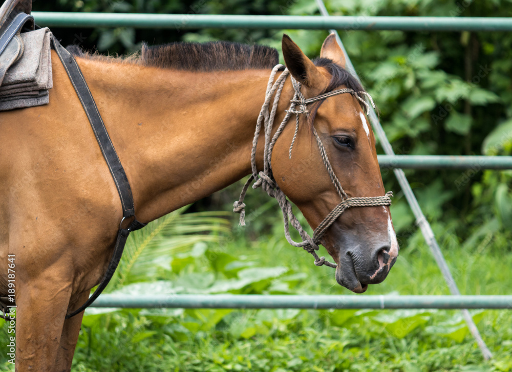 Obraz premium Brown Horse