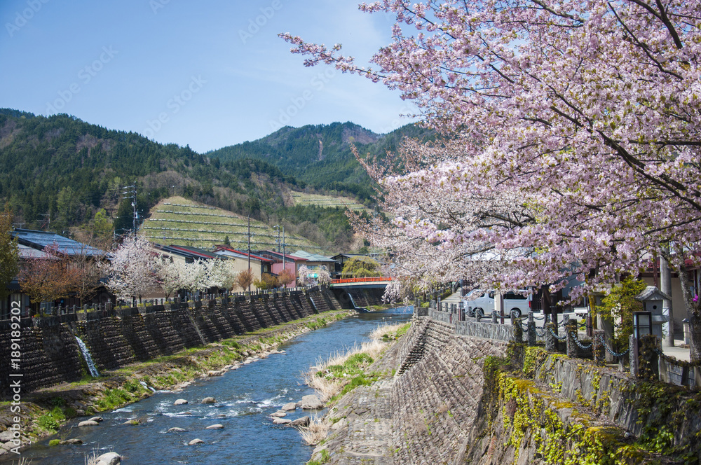 Blossom Pink Cherry Sakura Flower Tree In Spring Season With Canal In Hida Furukawa Japan Stock Photo Adobe Stock