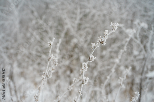 winter forest © Иван Денежко