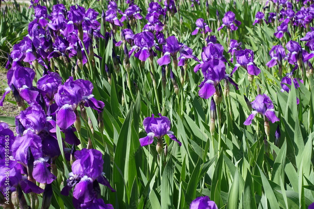 Flowerbed covered with purple irises in bloom Flowerbed covered with purple irises in bloom