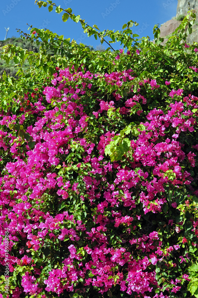 Bougainvillea, violett