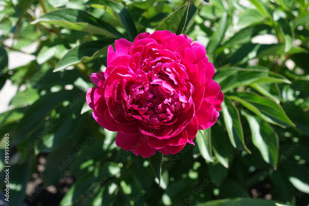 Double flowered Paeonia officinalis in late spring