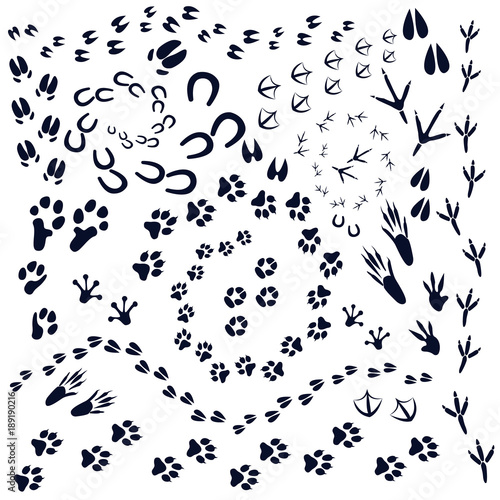 Illustration with different animal tracks