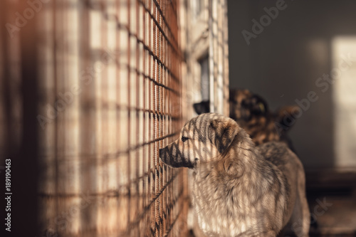 Cute dog caught by hingheri who is housed in a cage at the public shelter built by the town hall for dogs on the street or dogs abandoned by dog owners. Behing netting cage with fence mesh photo