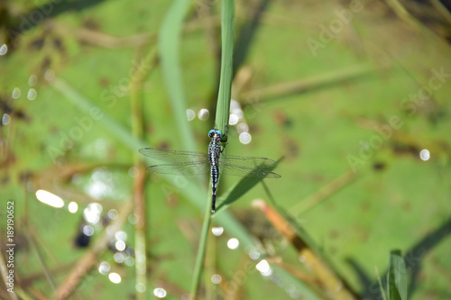 Canvas Print Asian Pintail or Trumpet Tail dragonfly, Kuala Lumpur, Malaysia