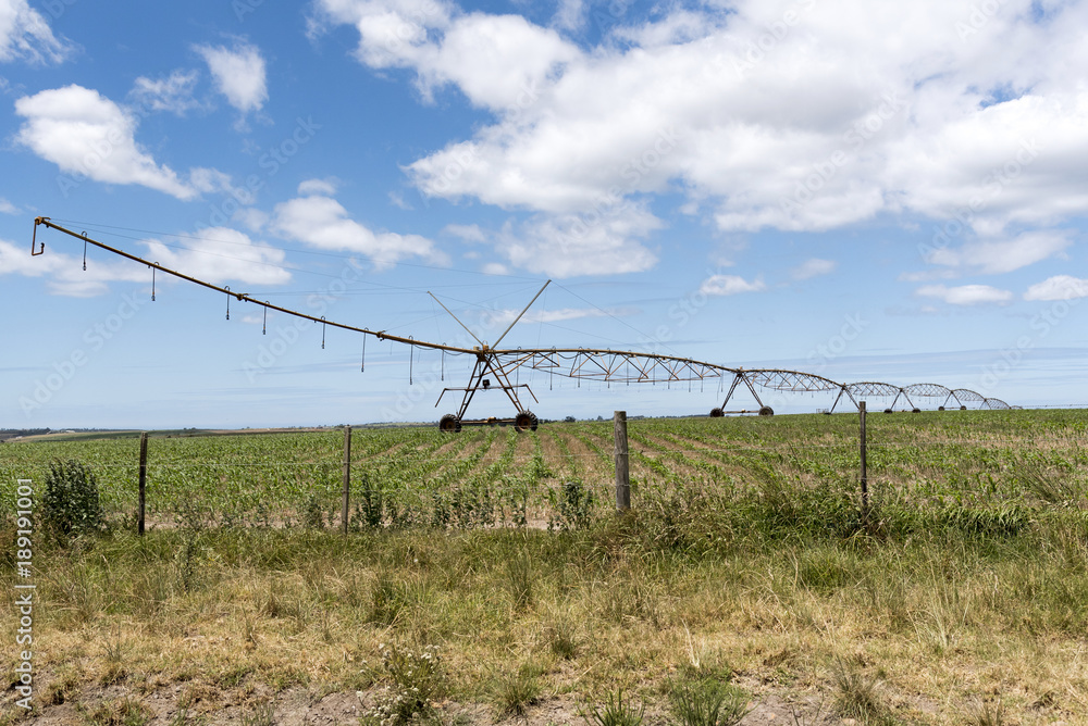 Blanco, George Western, Cape South Africa. December 2017. Irrigation sprinkler watering crops on a farm in the Blanco region.