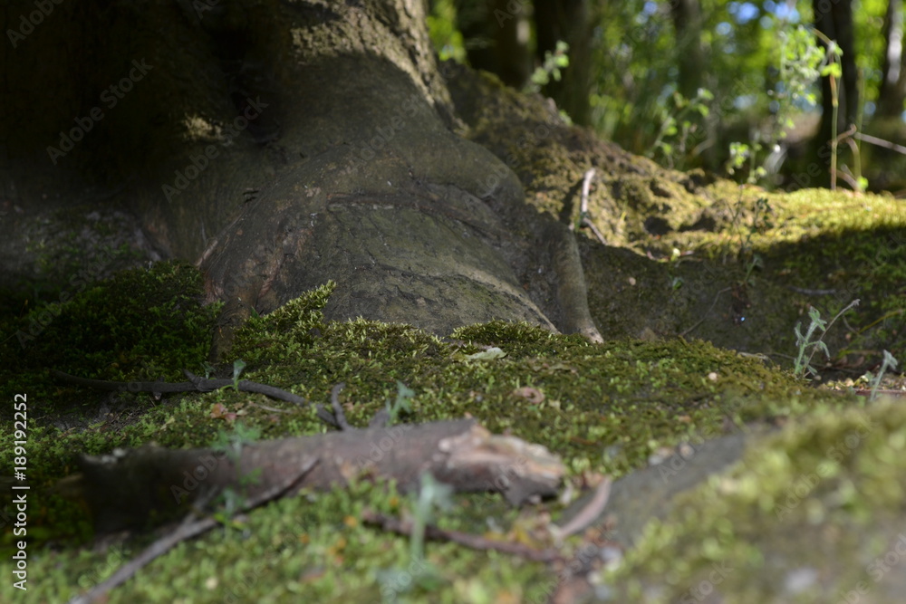 Obraz premium natural