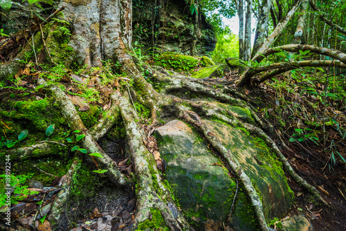 Forest path in a green rainforest