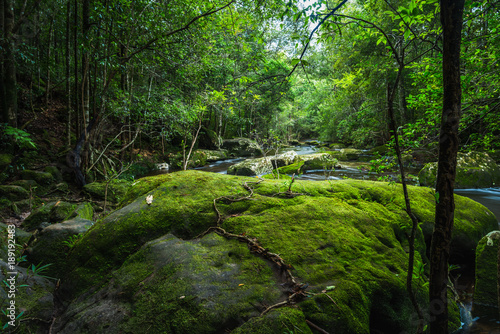 River in the tropical rainforest landscape