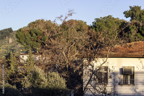 General shot of tree in village