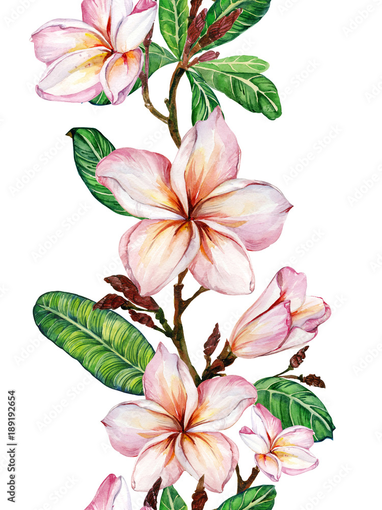 Pink plumeria flower on a twig. Border illustration. Seamless floral pattern. Isolated on white background.  Watercolor painting.