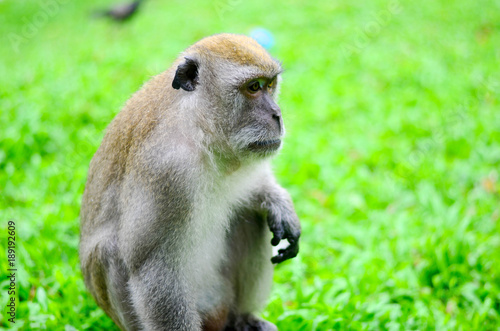 Cute monkey lives in a natural forest of Thailand.
