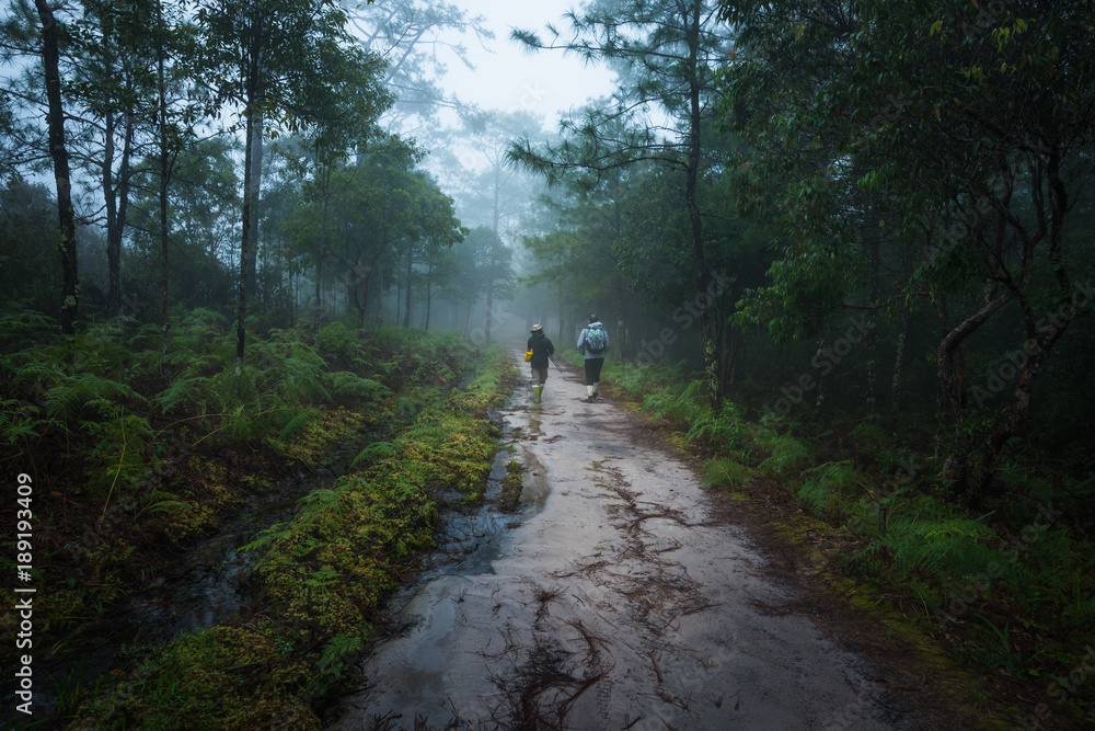 Photographer on misty forest path in the mountain Photographer on misty forest path in the mountain