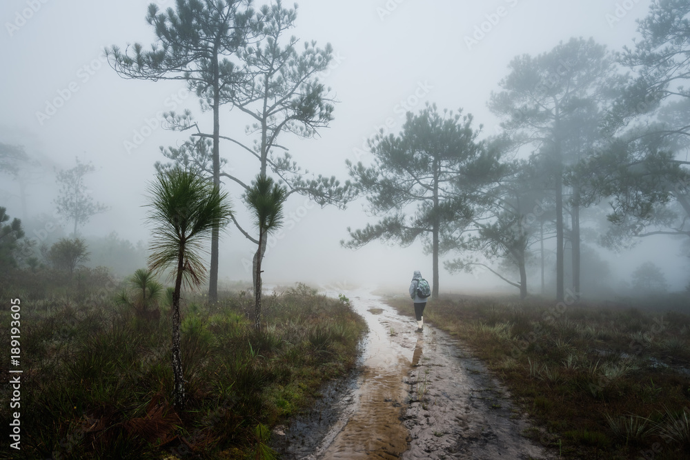 Single man walking on forest path immersed in mist and fog Single man walking on forest path immersed in mist and fog