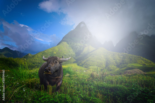 Buffalo on rice fields on terraced with Mount Fansipan background at sunset in Lao Cai, Northern Vietnam. Fansipan is a mountain in Vietnam, the highest in Indochina.