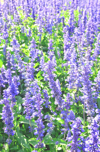 Blue salvia flowers are blossoming.