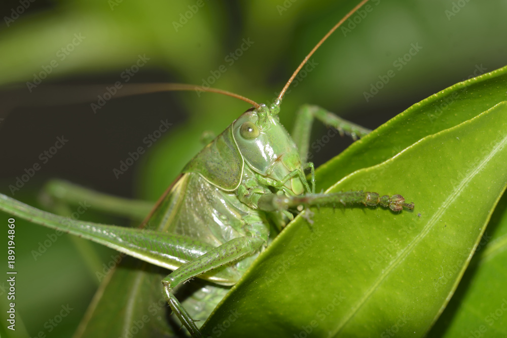 Green grasshopper Green grasshopper