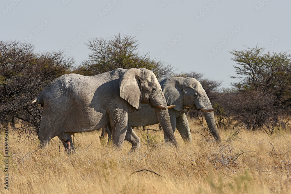 Elefanten (Loxodonta africana) im Etosha Nationalpark