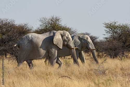 Elefanten  Loxodonta africana  im Etosha Nationalpark