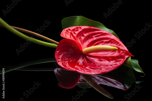 Fototapeta Naklejka Na Ścianę i Meble -  Red Anthurium.