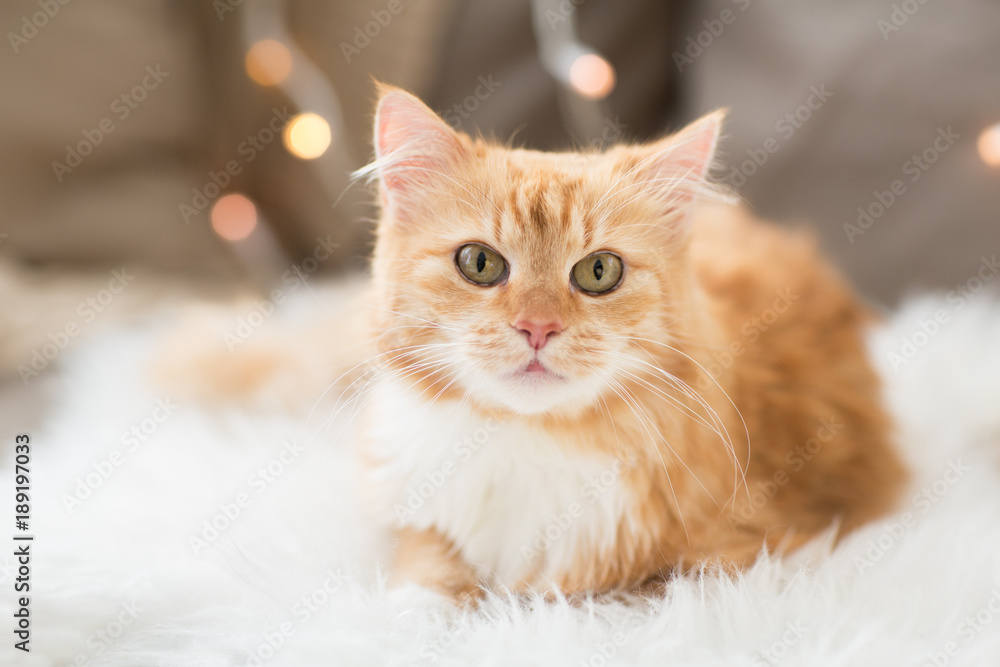Fototapeta Czerwony pręgowany kot na kanapie na kożuchu w domu