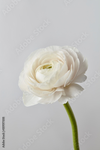 Slika na platnu white ranunculus flower on a gray background