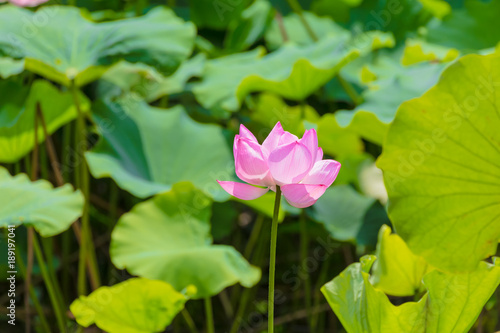 The Lotus Flower.Background is the lotus leaf.Shooting location is Yokohama  Kanagawa Prefecture Japan.