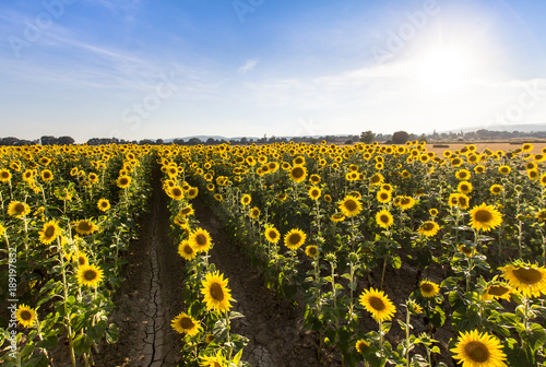 Big sunflower field