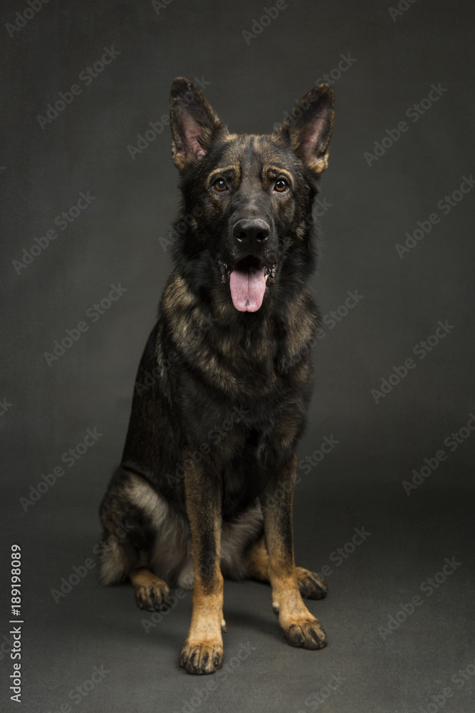 Grey and black german sales shepherd