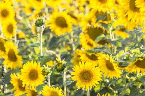 Beautiful Sunflowers  closeup