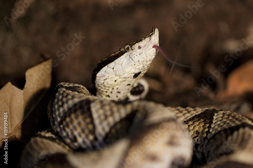 Deinagkistrodon Acutus