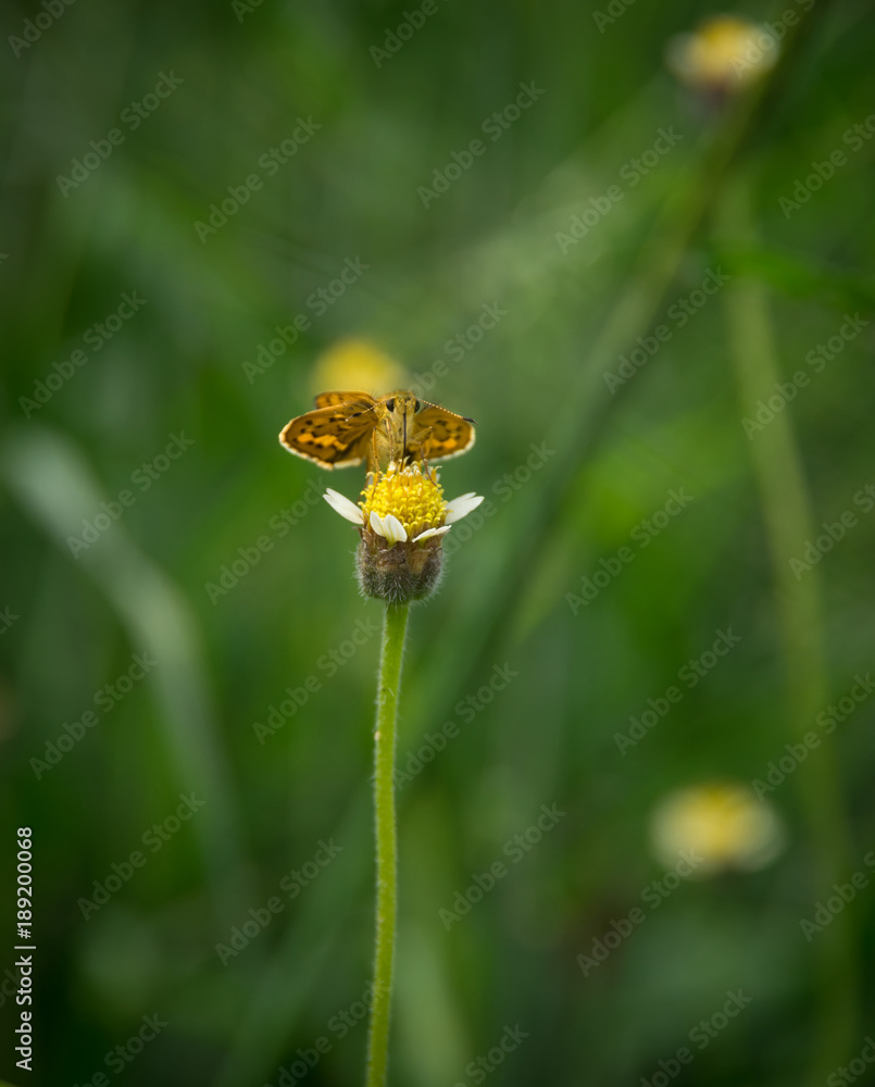 Butterfly on flowering grass,nature background. Butterfly on flowering grass,nature background.