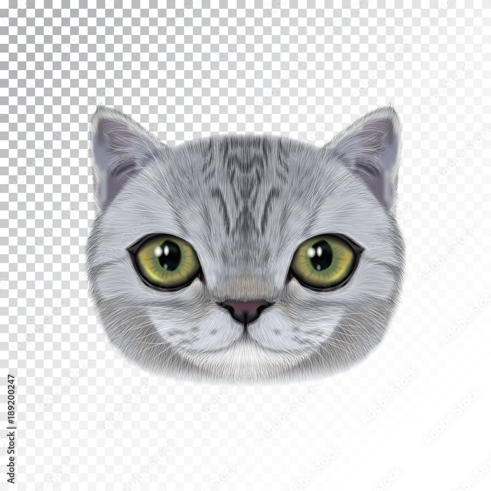 Fototapeta premium Vector illustration portrait of domestic cat.