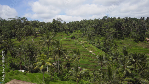 Rice Terrace field, Ubud, Bali, Indonesia.rice plantation,terrace agricultural land of farmers