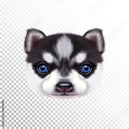Vector Illustrated portrait of Husky Puppy.