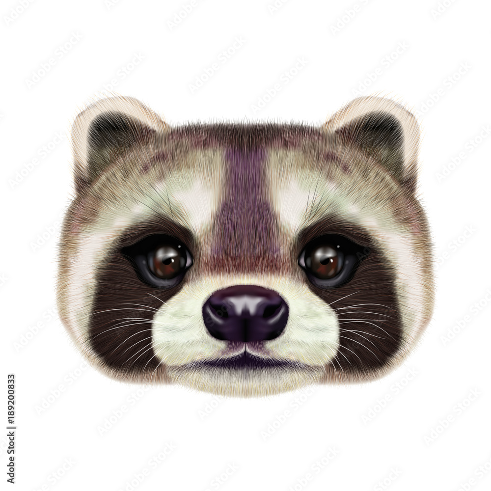 Illustrated face of Raccoon Illustrated face of Raccoon