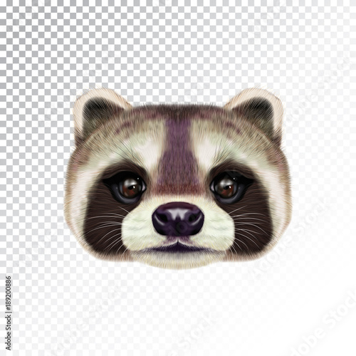 Fototapeta Naklejka Na Ścianę i Meble -  Vector Illustrated face of Raccoon.
